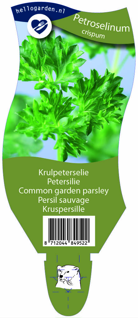 Petroselinum crispum ; P11