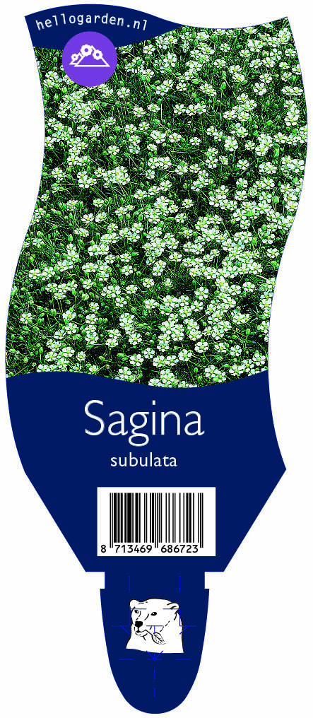 Sagina subulata ; P11