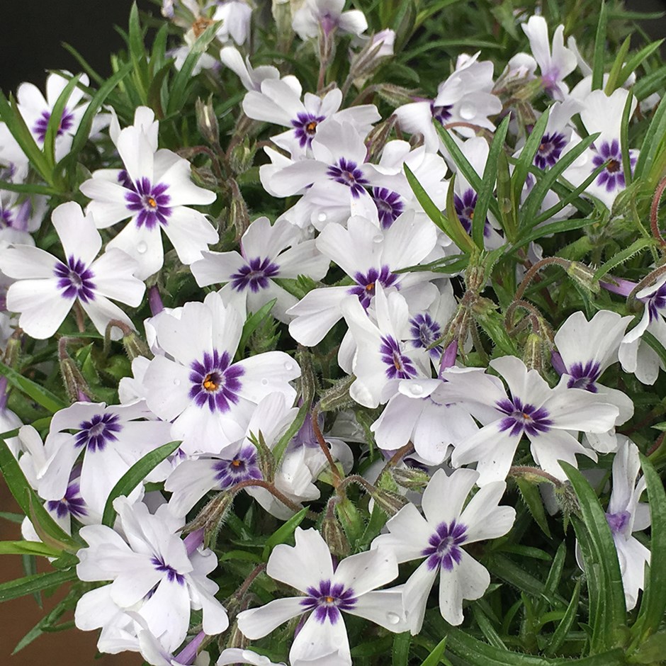 Phlox subulata Bavaria ; P9