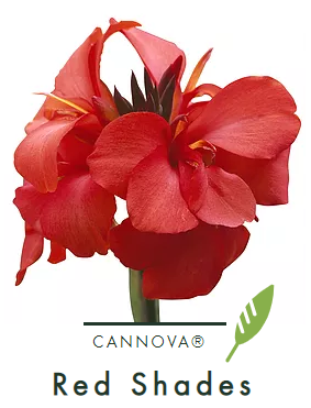 Canna  cannova Red Shades (Groen blad)