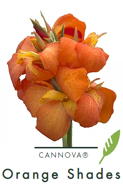 Canna  cannova Orange Shades (Groen blad) ; C2