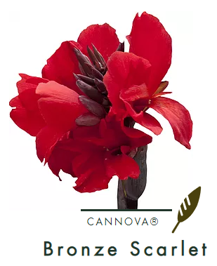 Canna  cannova Bronze Scalet (Rode bloem, Bruin blad)