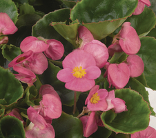 Begonia semperflorens Juwel F1 Light-Pink
