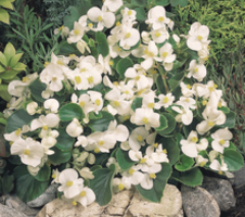 Begonia semperflorens Juwel F1 White