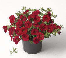 Calibrachoa parviflora Cabaret® Bright Red