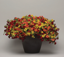 Calibrachoa x hybrida Cabaret™ MixMasters® Firework