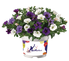 Calibrachoa x hybrida Cabaret™ MixMasters® Voltaire