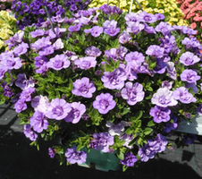 Calibrachoa x hybrida Can-Can® Rosies Sky Blue