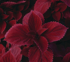 Coleus x hybrida Sunfighter Redhead