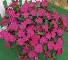 Impatiens x hybrida SunPatiens® Compact Magenta Impr.