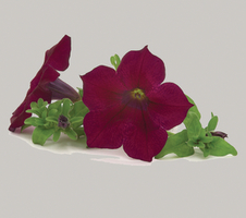 Petunia x hybrida Surfinia® Burgundy Wine Red