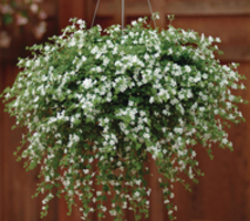 Sutera grandiflora Snowtopia™ White