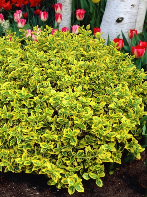 Euonymus fort. 'Emerald 'n Gold' ; P9
