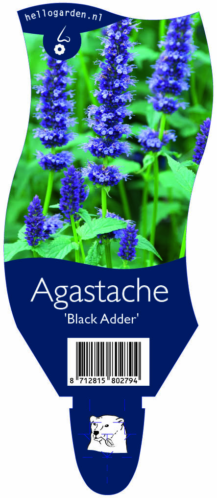 Agastache 'Black Adder' ; P11