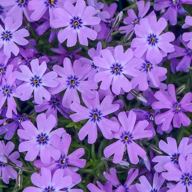 Phlox subulata Purple Beauty ; P9