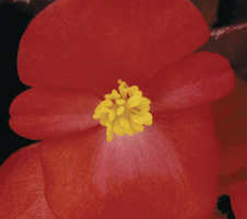 Begonia semperflorens New Globe F1 Scarlet (bruin blad)