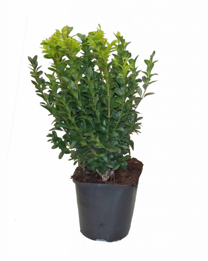 Buxus sempervirens; 40cm ; P9