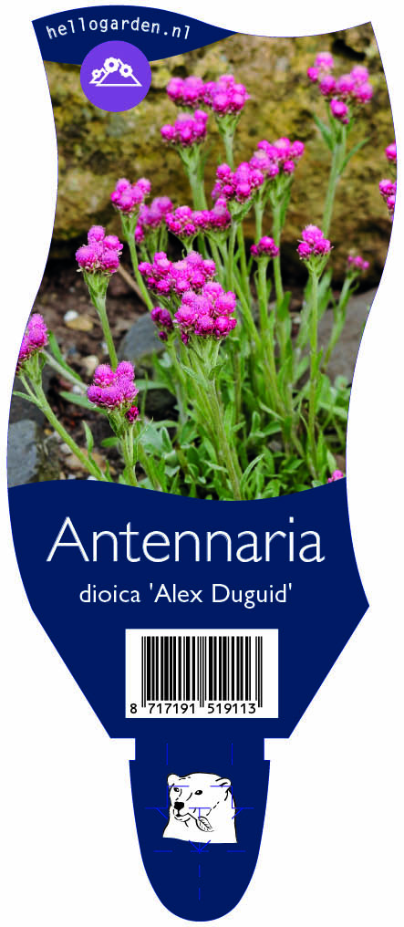 Antennaria dioica 'Alex Duguid' ; P11