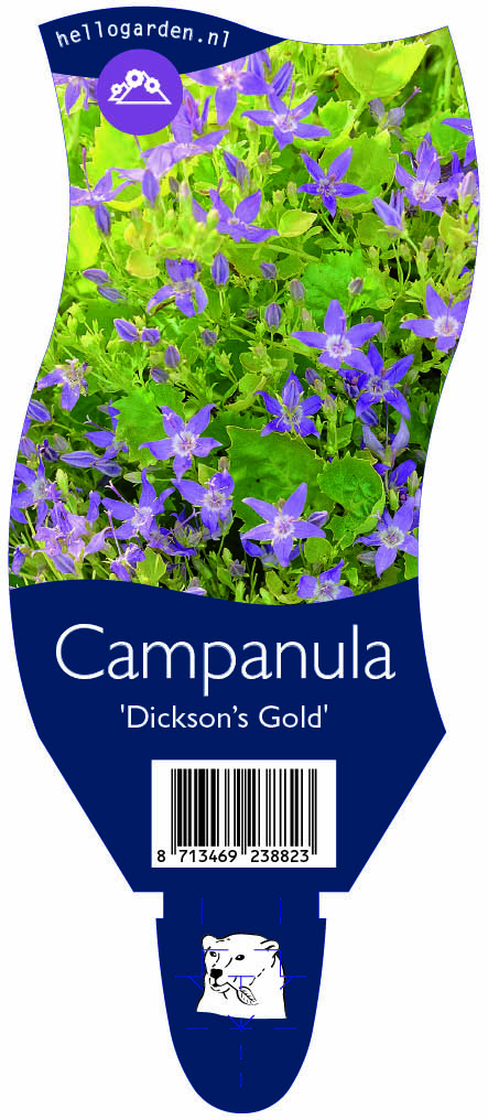 Campanula 'Dickson’s Gold' ; P11