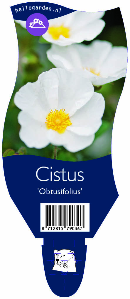Cistus 'Obtusifolius' ; P11