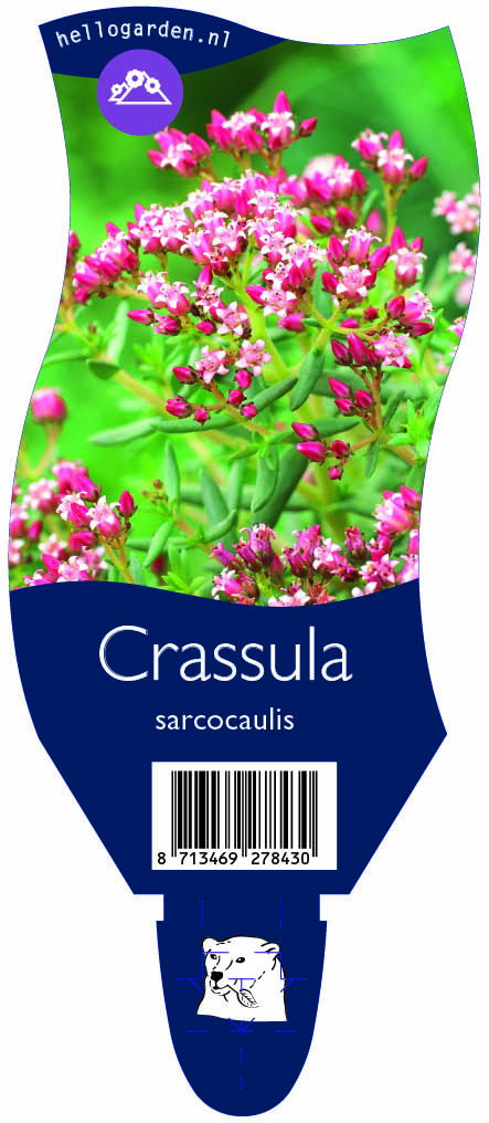 Crassula sarcocaulis ; P11