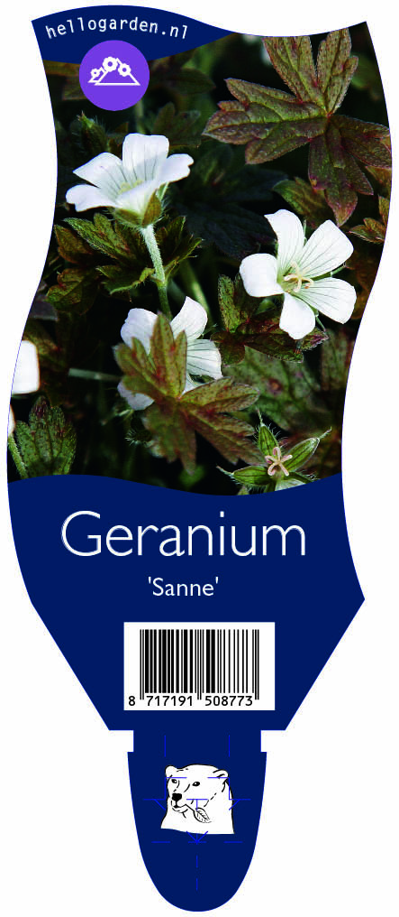 Geranium 'Sanne' ; P11