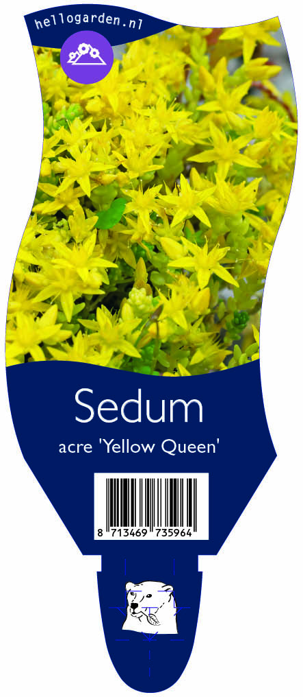Sedum acre 'Yellow Queen' ; P11