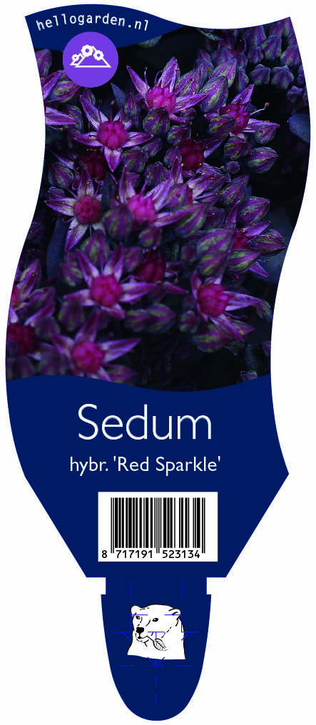 Sedum hybr. 'Red Sparkle' ; P11