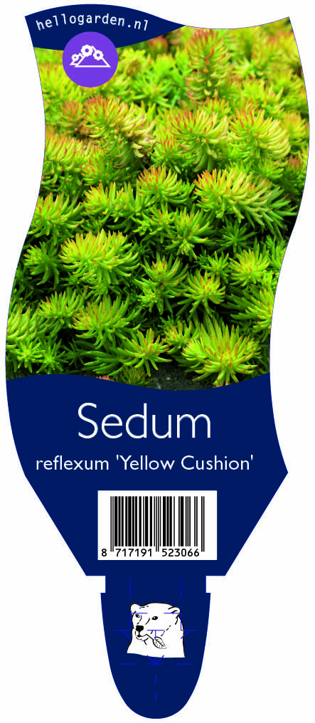 Sedum reflexum 'Yellow Cushion' ; P11
