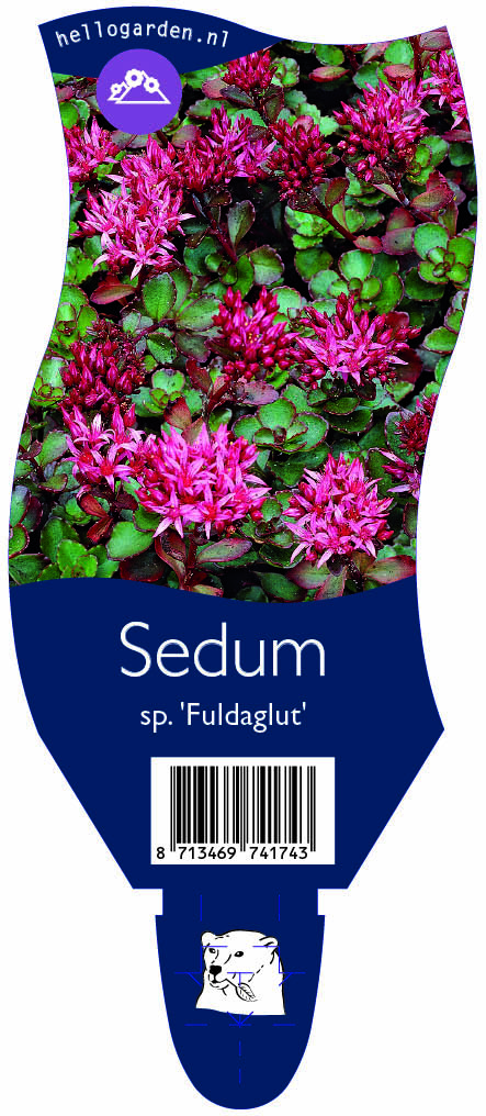 Sedum sp. 'Fuldaglut' ; P11