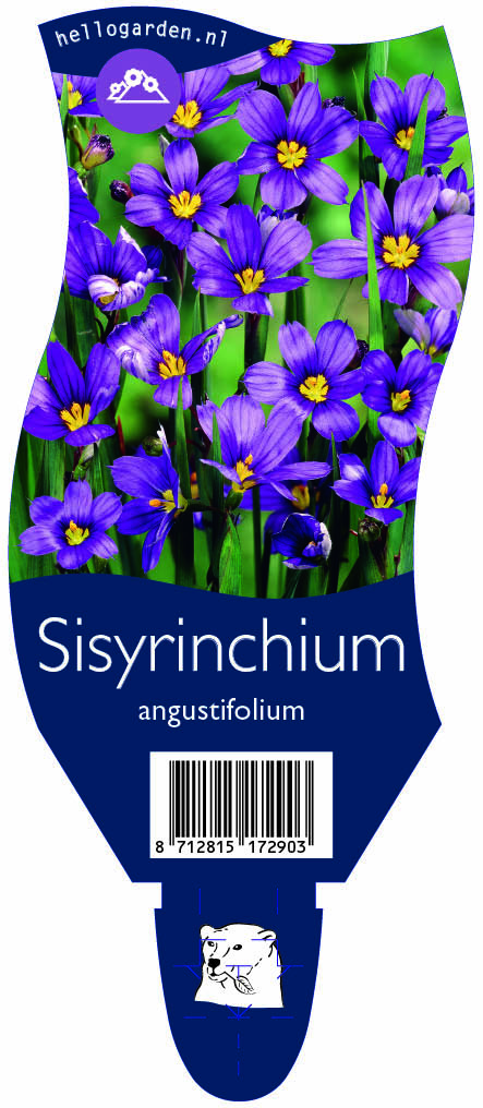Sisyrinchium angustifolium ; P11