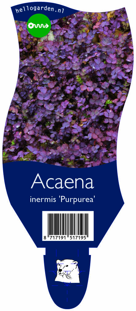 Acaena inermis 'Purpurea' ; P11