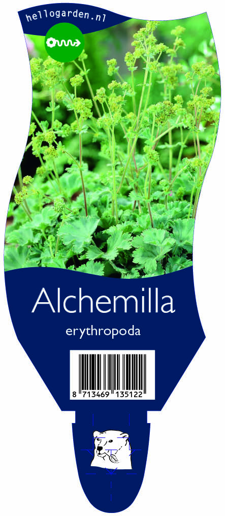 Alchemilla erythropoda ; P11