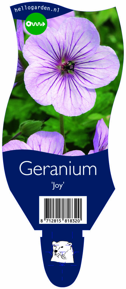 Geranium 'Joy' ; P11
