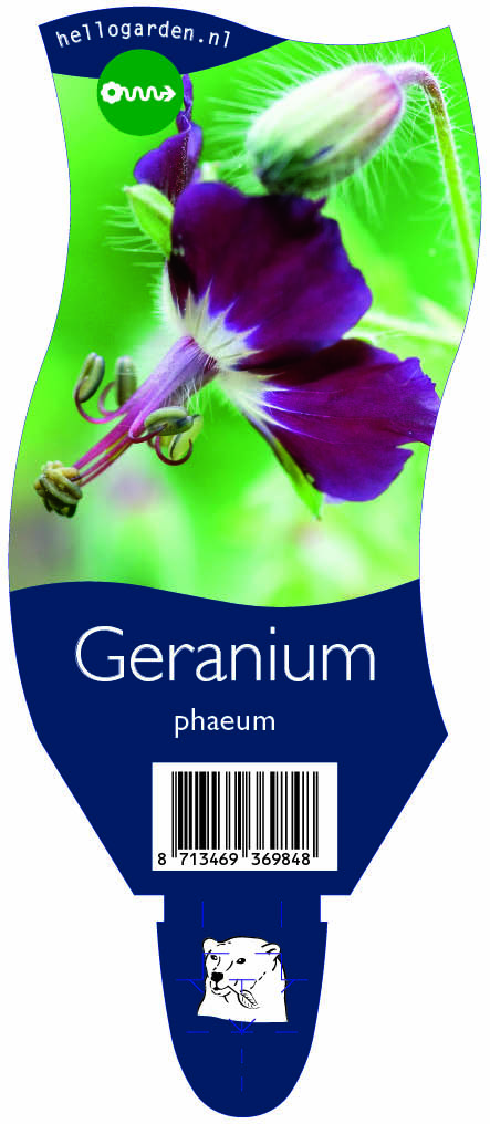 Geranium phaeum ; P11