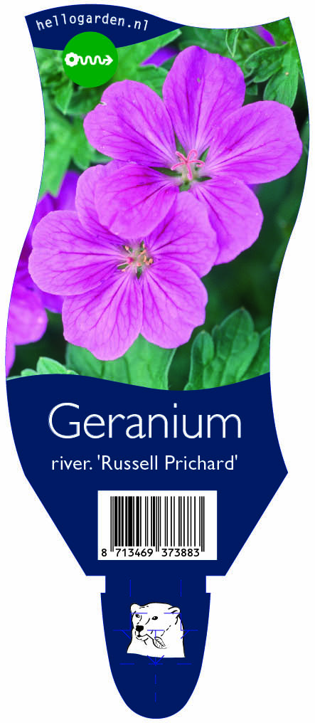 Geranium river. 'Russell Prichard' ; P11