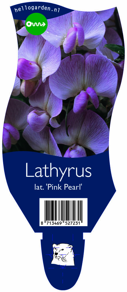 Lathyrus lat. 'Pink Pearl' ; P11