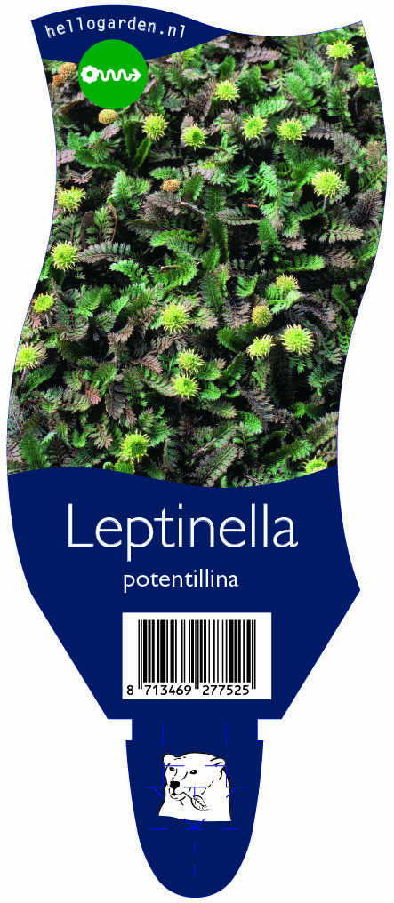 Leptinella potentillina ; P11