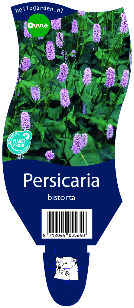 Persicaria bistorta ; P11