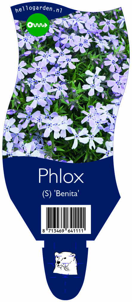 Phlox (S) 'Benita' ; P11