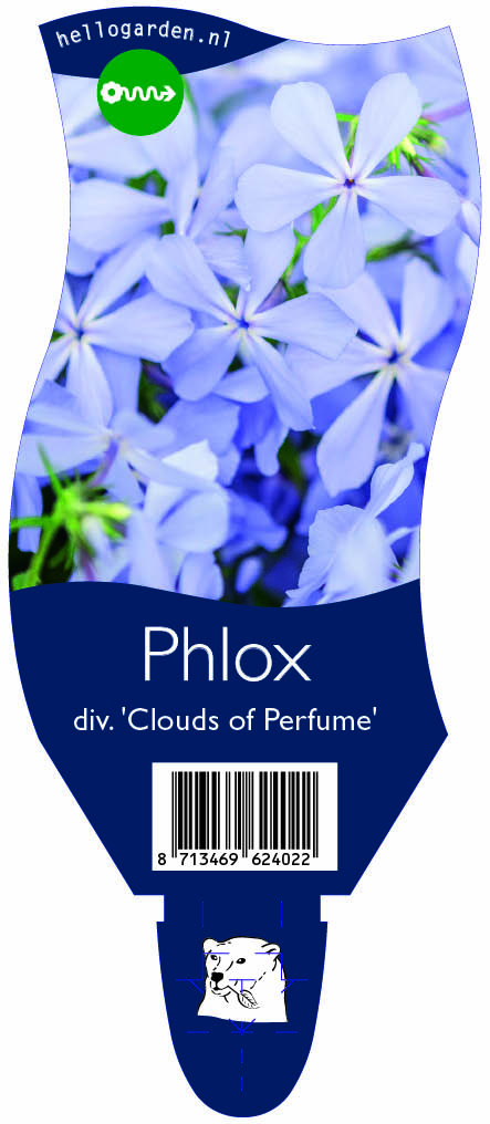 Phlox div. 'Clouds of Perfume' ; P11