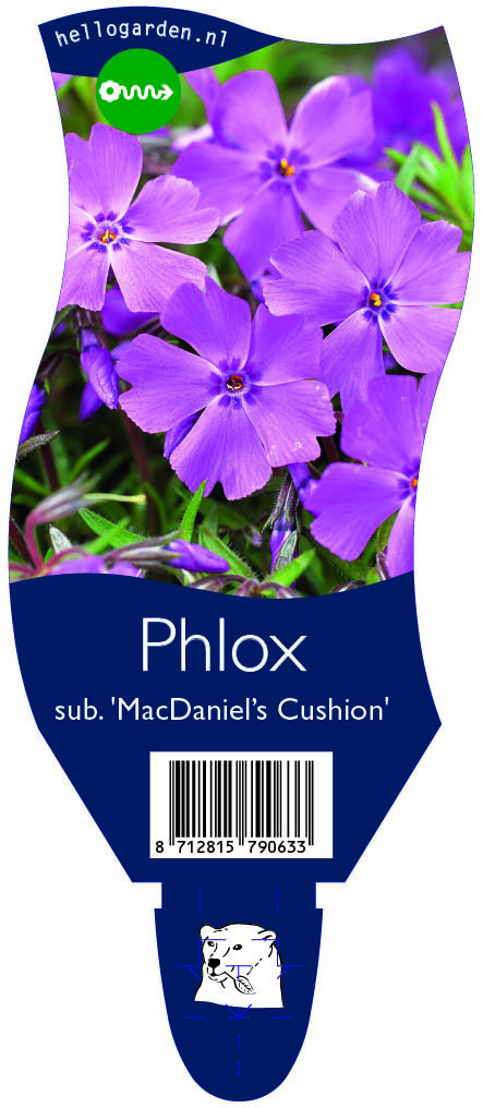 Phlox sub. 'MacDaniel’s Cushion' ; P11