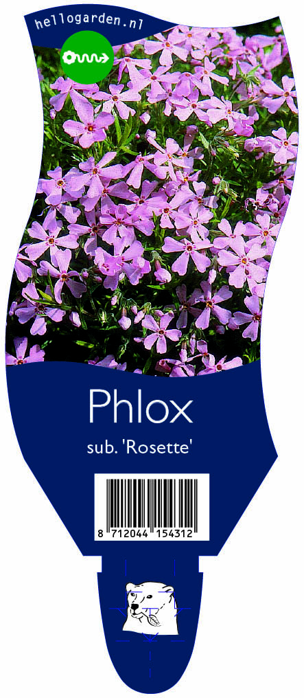 Phlox sub. 'Rosette' ; P11