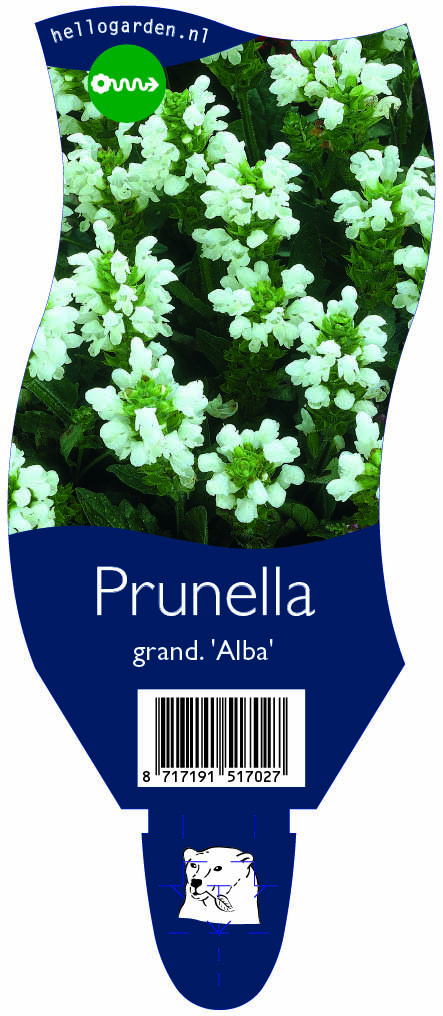 Prunella grand. 'Alba' ; P11