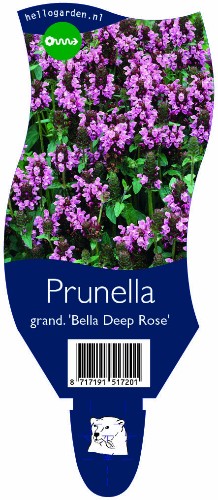 Prunella grand. 'Bella Deep Rose' ; P11