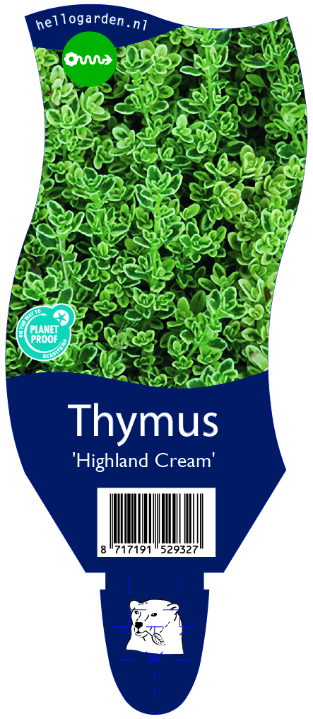 Thymus 'Highland Cream' ; P11
