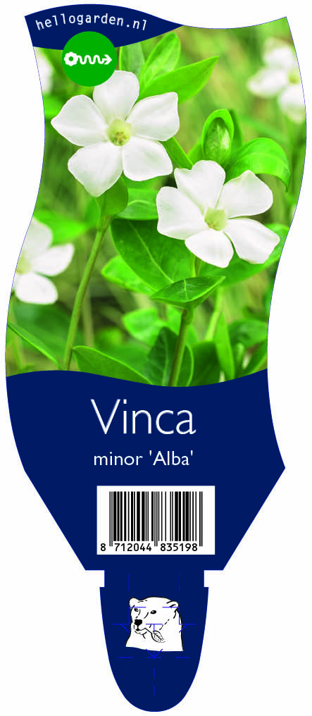 Vinca minor 'Alba' ; P11