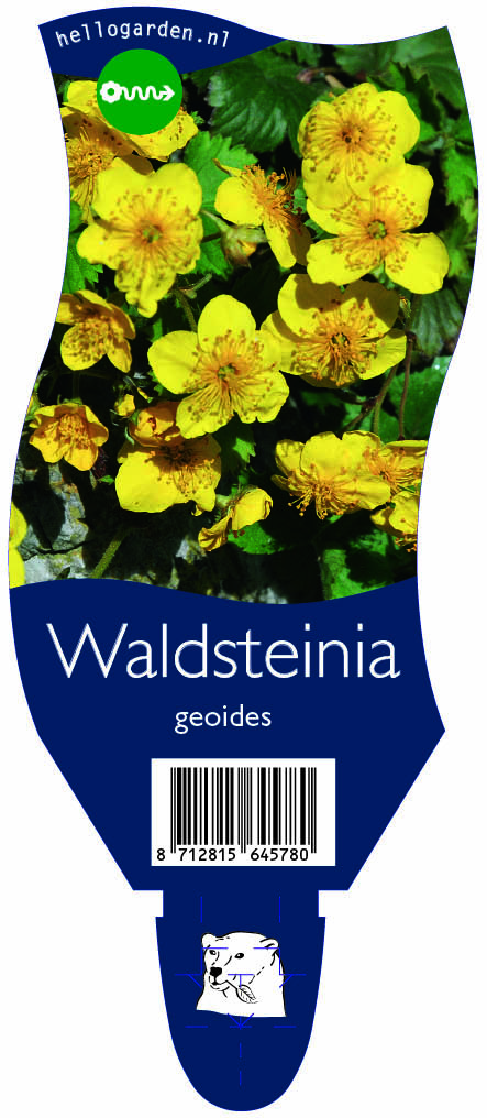Waldsteinia geoides ; P11