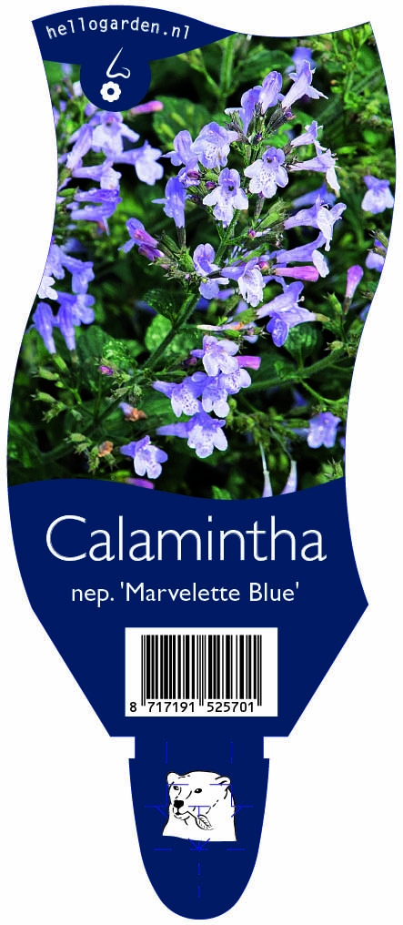 Calamintha nep. 'Marvelette Blue' ; P11
