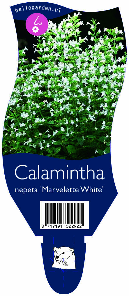 Calamintha nepeta 'Marvelette White' ; P11